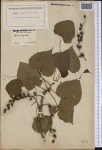 Populus deltoides, America (AMER) (Not classified)