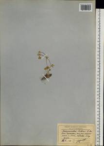 Ranunculus sabinei R. Br., Siberia, Chukotka & Kamchatka (S7) (Russia)