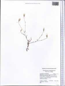 Xeranthemum longepapposum Fisch. & C. A. Mey., Middle Asia, Western Tian Shan & Karatau (M3) (Kyrgyzstan)