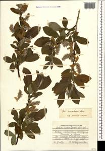 Salix kusnetzowii Lacksch. ex Görz, Caucasus, North Ossetia, Ingushetia & Chechnya (K1c) (Russia)