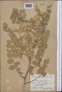 Astragalus sphaerophysa Kar. & Kir., Middle Asia, Syr-Darian deserts & Kyzylkum (M7) (Uzbekistan)