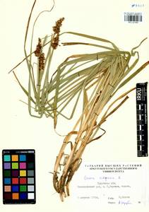 Carex vulpina L., Siberia, Baikal & Transbaikal region (S4) (Russia)
