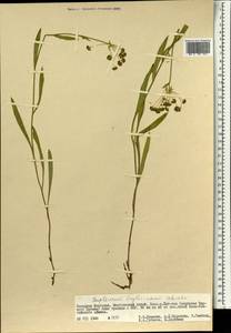 Bupleurum krylovianum Schischk. ex G. V. Krylov, Mongolia (MONG) (Mongolia)