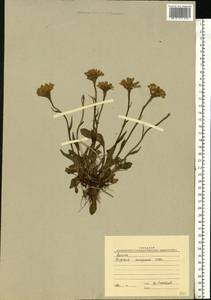 Tephroseris frigida (Richards.) Holub, Eastern Europe, Northern region (E1) (Russia)