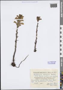 Phelipanche arenaria (Borkh.) Pomel, Eastern Europe, North Ukrainian region (E11) (Ukraine)