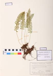 Polypodium sibiricum Sipliv., Siberia, Altai & Sayany Mountains (S2) (Russia)