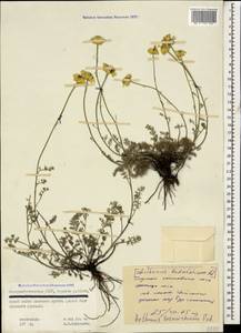 Archanthemis marschalliana subsp. sosnovskyana (Fed.) Lo Presti & Oberpr., Caucasus, North Ossetia, Ingushetia & Chechnya (K1c) (Russia)