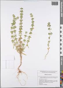 Sideritis montana L., Eastern Europe, Middle Volga region (E8) (Russia)