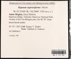 Hypnum cupressiforme Hedw., Bryophytes, Bryophytes - Russian Far East (excl. Chukotka & Kamchatka) (B20) (Russia)