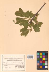 Euonymus macropterus Rupr., Siberia, Russian Far East (S6) (Russia)