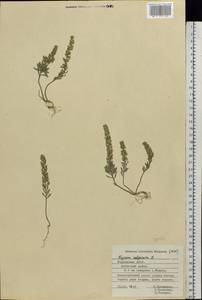 Alyssum alyssoides (L.) L., Eastern Europe, Middle Volga region (E8) (Russia)