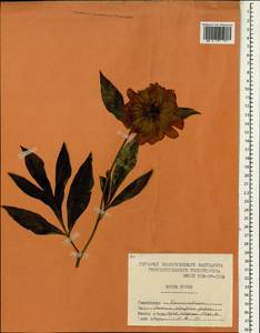 Paeonia lactiflora Pall., South Asia, South Asia (Asia outside ex-Soviet states and Mongolia) (ASIA) (North Korea)