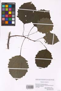 Populus tremula L., Eastern Europe, Western region (E3) (Russia)