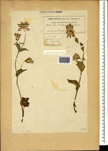 Astrantia maxima Pall., Caucasus, Georgia (K4) (Georgia)