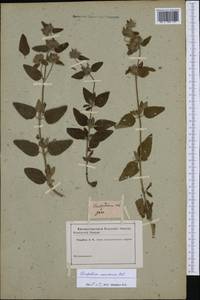 Clinopodium caucasicum Melnikov, Western Europe (EUR) (Not classified)