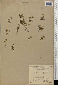 Androsace villosa L., Caucasus, Krasnodar Krai & Adygea (K1a) (Russia)