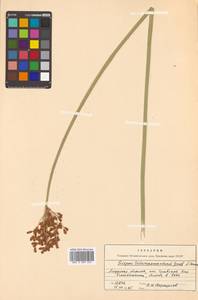 Schoenoplectus lacustris (L.) Palla, Siberia, Russian Far East (S6) (Russia)