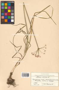 Allium tuberosum Rottler ex Spreng., Siberia, Russian Far East (S6) (Russia)