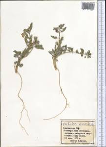 Tribulus terrestris L., Middle Asia, Northern & Central Tian Shan (M4) (Kyrgyzstan)