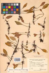 Pyrrosia petiolosa (Christ) Ching, Siberia, Russian Far East (S6) (Russia)