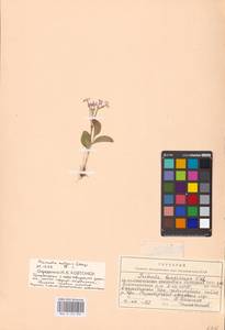 Primula nutans Georgi, Siberia, Baikal & Transbaikal region (S4) (Russia)