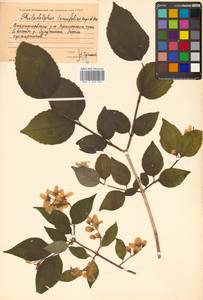 Philadelphus tenuifolius Rupr. & Maxim., Siberia, Russian Far East (S6) (Russia)