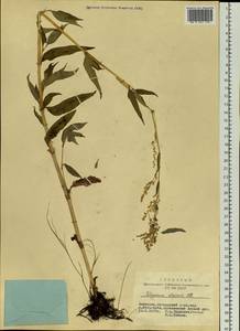 Koenigia alpina (All.) T. M. Schust. & Reveal, Siberia, Altai & Sayany Mountains (S2) (Russia)