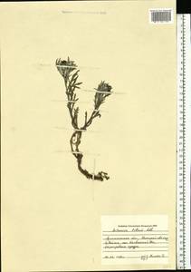 Artemisia tilesii Ledeb., Eastern Europe, Northern region (E1) (Russia)