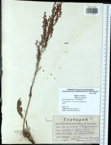 Rumex acetosa L., Eastern Europe, Central region (E4) (Russia)