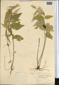 Vincetoxicum albowianum (Kuzn.) Pobed., Middle Asia, Northern & Central Kazakhstan (M10) (Kazakhstan)