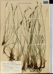 Carex nigra (L.) Reichard, Eastern Europe, Latvia (E2b) (Latvia)