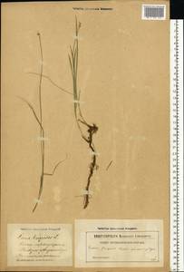 Carex bigelowii Torr. ex Schwein., Eastern Europe, Latvia (E2b) (Latvia)