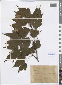 Acer tataricum subsp. ginnala (Maxim.) Wesm., Siberia, Russian Far East (S6) (Russia)