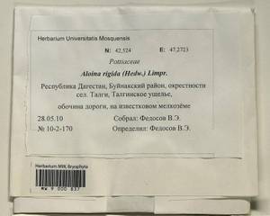 Aloina rigida (Hedw.) Limpr., Bryophytes, Bryophytes - North Caucasus & Ciscaucasia (B12) (Russia)