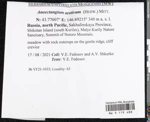 Anoectangium aestivum (Hedw.) Mitt., Bryophytes, Bryophytes - Russian Far East (excl. Chukotka & Kamchatka) (B20) (Russia)