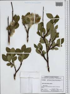 Salix abscondita Laksch., Siberia, Central Siberia (S3) (Russia)