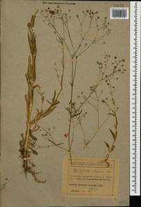 Gypsophila elegans M. Bieb., Caucasus, Azerbaijan (K6) (Azerbaijan)