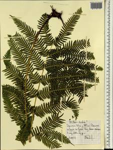 Pteris dentata Forssk., Africa (AFR) (Ethiopia)