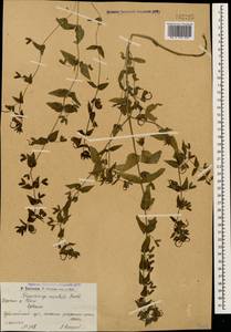 Rhynchocorys orientalis (L.) Benth., Caucasus, Armenia (K5) (Armenia)