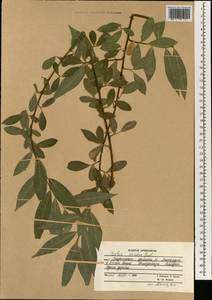 Salix excelsa J.F.Gmel., South Asia, South Asia (Asia outside ex-Soviet states and Mongolia) (ASIA) (Afghanistan)