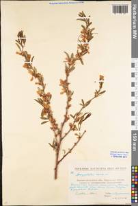 Prunus tenella Batsch, Eastern Europe, North Ukrainian region (E11) (Ukraine)