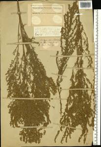 Artemisia austriaca Jacq., Eastern Europe, South Ukrainian region (E12) (Ukraine)