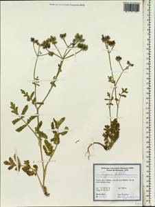 Turgenia latifolia (L.) Hoffm., South Asia, South Asia (Asia outside ex-Soviet states and Mongolia) (ASIA) (Turkey)