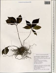 Chloranthus japonicus Siebold, South Asia, South Asia (Asia outside ex-Soviet states and Mongolia) (ASIA) (Vietnam)