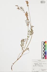 Onobrychis arenaria (Kit.)DC., Eastern Europe, Central region (E4) (Russia)