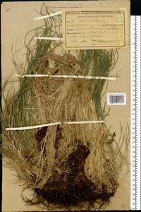Carex montana L., Eastern Europe, Central region (E4) (Russia)
