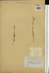 Heterocaryum echinophorum (Pall.) Brand, Middle Asia, Caspian Ustyurt & Northern Aralia (M8) (Kazakhstan)