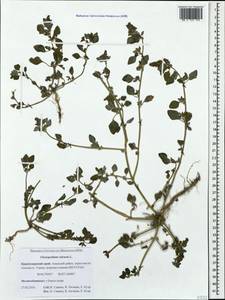 Chenopodium vulvaria L., Caucasus, Krasnodar Krai & Adygea (K1a) (Russia)
