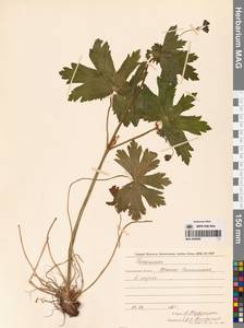 Geranium, Siberia, Russian Far East (S6) (Russia)