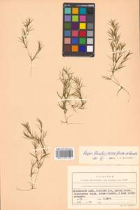 Najas flexilis (Willd.) Rostk. & W.L.E.Schmidt, Siberia, Russian Far East (S6) (Russia)